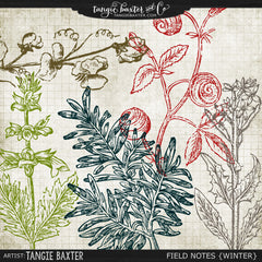 Field Notes {Winter}
